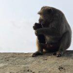 Plymouth Guild Photo 150x150