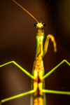 Grasshopper 2 2 100x150